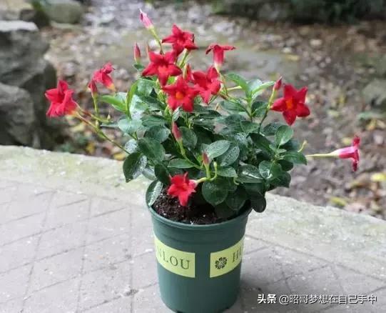 一種小花太神奇,一對葉子6朵花,養(yǎng)一棵開一片,室內(nèi)室外都能養(yǎng)