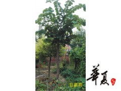 精品供應(yīng)巨紫荊,扶溝縣綠源特色花木種植專業(yè)合作社