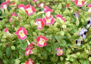 供應(yīng)草花花卉基地,草花種植,草花品種_安全防護_世界工廠網(wǎng)中國產(chǎn)品信息庫