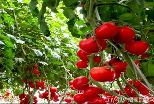 中農(nóng)共信有機瓜菜工廠加盟好不好