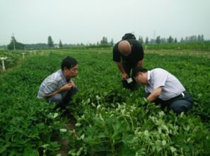 魯花集團民族品牌建構的 三體 演繹