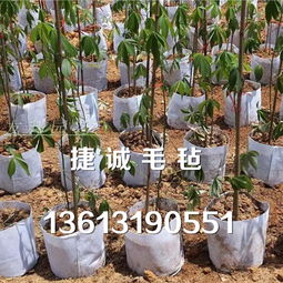 立體壁掛式種植袋橫向毛氈布種植袋花卉植物墻面美植袋廠家價格 立體壁掛式種植袋橫向毛氈布種植袋花卉植物墻面美植袋圖片 立體壁掛式種植袋橫向毛氈布種植袋花卉植物墻面美植袋批發